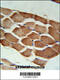 Rho Guanine Nucleotide Exchange Factor 3 antibody, 62-060, ProSci, Immunohistochemistry paraffin image 