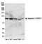 Importin 11 antibody, A304-811A, Bethyl Labs, Western Blot image 