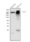 A-Kinase Anchoring Protein 12 antibody, A02303-3, Boster Biological Technology, Western Blot image 