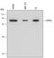 Heat Shock Protein Family A (Hsp70) Member 2 antibody, MAB6010, R&D Systems, Western Blot image 