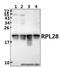 Ribosomal Protein L28 antibody, A10323Y77, Boster Biological Technology, Western Blot image 