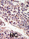 Neurotrophic Receptor Tyrosine Kinase 3 antibody, 63-144, ProSci, Immunohistochemistry paraffin image 