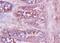 Rat IgA antibody, orb186705, Biorbyt, Immunohistochemistry paraffin image 
