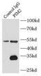 Pim-2 Proto-Oncogene, Serine/Threonine Kinase antibody, FNab06456, FineTest, Immunoprecipitation image 