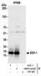 Endothelial differentiation-related factor 1 antibody, NBP2-22327, Novus Biologicals, Immunoprecipitation image 