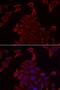Pyruvate Dehydrogenase Complex Component X antibody, LS-C334709, Lifespan Biosciences, Immunofluorescence image 