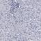 Sarcolemma Associated Protein antibody, HPA002357, Atlas Antibodies, Immunohistochemistry frozen image 