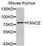 Fanconi anemia group E protein antibody, A8417, ABclonal Technology, Western Blot image 