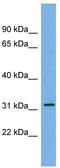Cell Division Cycle Associated 5 antibody, TA344397, Origene, Western Blot image 