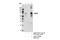 Solute Carrier Family 1 Member 1 antibody, 14501S, Cell Signaling Technology, Immunoprecipitation image 
