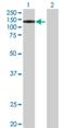 PWP2 Small Subunit Processome Component antibody, H00005822-B01P, Novus Biologicals, Western Blot image 