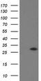 Suppressor Of Cytokine Signaling 3 antibody, TA502991, Origene, Western Blot image 