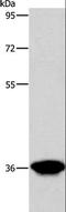 3-oxo-5-beta-steroid 4-dehydrogenase antibody, LS-C401208, Lifespan Biosciences, Western Blot image 