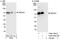 Mitogen-Activated Protein Kinase Kinase Kinase 2 antibody, A302-163A, Bethyl Labs, Immunoprecipitation image 