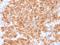 Importin 5 antibody, orb167137, Biorbyt, Immunohistochemistry paraffin image 