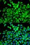 Eukaryotic initiation factor 4A-I antibody, LS-C335556, Lifespan Biosciences, Immunofluorescence image 