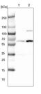 DnaJ homolog subfamily C member 7 antibody, PA5-54667, Invitrogen Antibodies, Western Blot image 