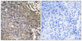 SH2 Domain Containing 1B antibody, abx014879, Abbexa, Western Blot image 
