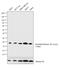 Di-Methyl-Histone H3 antibody, MA5-24678, Invitrogen Antibodies, Western Blot image 