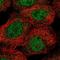 Sperm Associated Antigen 17 antibody, PA5-55912, Invitrogen Antibodies, Immunofluorescence image 