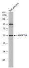 Angiopoietin Like 6 antibody, GTX118035, GeneTex, Western Blot image 