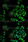 Phospholipase A2 Group IID antibody, A6690, ABclonal Technology, Immunofluorescence image 