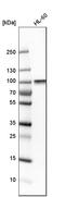 Rac/Cdc42 Guanine Nucleotide Exchange Factor 6 antibody, HPA003578, Atlas Antibodies, Western Blot image 
