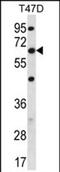 Family With Sequence Similarity 83 Member D antibody, PA5-71717, Invitrogen Antibodies, Western Blot image 