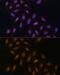 DNA Polymerase Eta antibody, GTX54545, GeneTex, Immunofluorescence image 