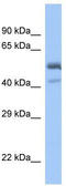 SAM Pointed Domain Containing ETS Transcription Factor antibody, TA343701, Origene, Western Blot image 