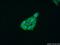C-C Motif Chemokine Ligand 2 antibody, 25542-1-AP, Proteintech Group, Immunofluorescence image 