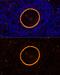 Zona pellucida sperm-binding protein 2 antibody, GTX64579, GeneTex, Immunohistochemistry paraffin image 