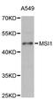 RNA-binding protein Musashi homolog 1 antibody, STJ111162, St John