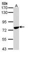 SNW Domain Containing 1 antibody, PA5-29070, Invitrogen Antibodies, Western Blot image 