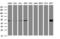 SBP1 antibody, LS-C173921, Lifespan Biosciences, Western Blot image 