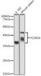 Fc Fragment Of IgG Receptor IIa antibody, GTX33078, GeneTex, Western Blot image 