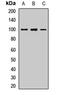 Cadherin-4 antibody, orb411803, Biorbyt, Western Blot image 