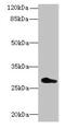 Receptor Accessory Protein 4 antibody, CSB-PA875682LA01HU, Cusabio, Western Blot image 