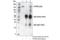 Protein Tyrosine Phosphatase Receptor Type F antibody, 17164S, Cell Signaling Technology, Immunoprecipitation image 