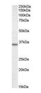 Annexin A2 antibody, GTX22242, GeneTex, Western Blot image 