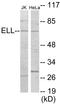 Elongation Factor For RNA Polymerase II antibody, EKC1753, Boster Biological Technology, Western Blot image 