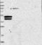 Actin Related Protein T3 antibody, NBP1-90910, Novus Biologicals, Western Blot image 