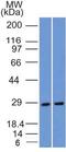 High affinity copper uptake protein 1 antibody, NBP2-36573, Novus Biologicals, Western Blot image 