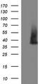 Synaptophysin antibody, TA506520, Origene, Western Blot image 