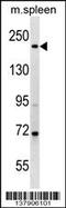 Myosin-7 antibody, 59-342, ProSci, Western Blot image 