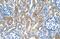 LDL Receptor Related Protein Associated Protein 1 antibody, PA5-42711, Invitrogen Antibodies, Immunohistochemistry frozen image 