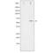 Peroxisome proliferator-activated receptor gamma antibody, SPC-1308D-A390, StressMarq, Western Blot image 