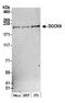 Dedicator of cytokinesis protein 9 antibody, A300-532A, Bethyl Labs, Western Blot image 
