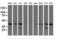 Ubiquitin Conjugating Enzyme E2 J1 antibody, LS-C174075, Lifespan Biosciences, Western Blot image 