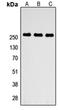 ATP Binding Cassette Subfamily A Member 4 antibody, orb234987, Biorbyt, Western Blot image 
